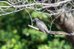 トンボを食べる。。！