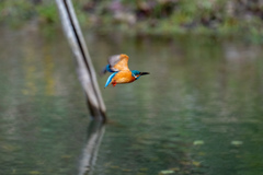 水辺のホバ。。！