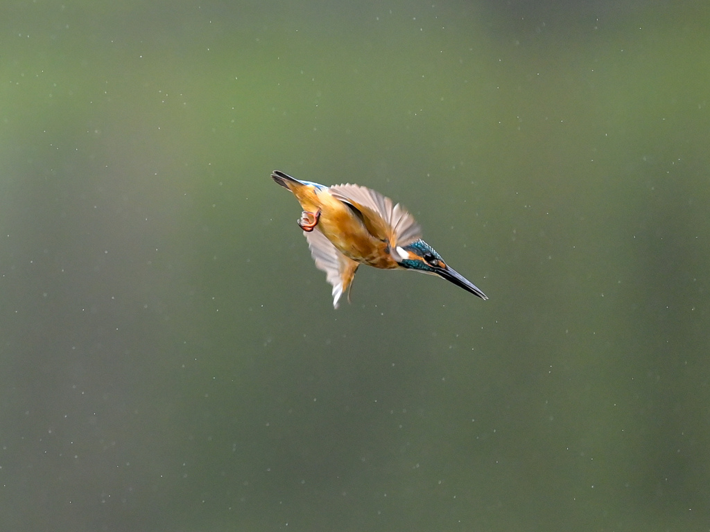 小雨の飛び出し1..(^O^