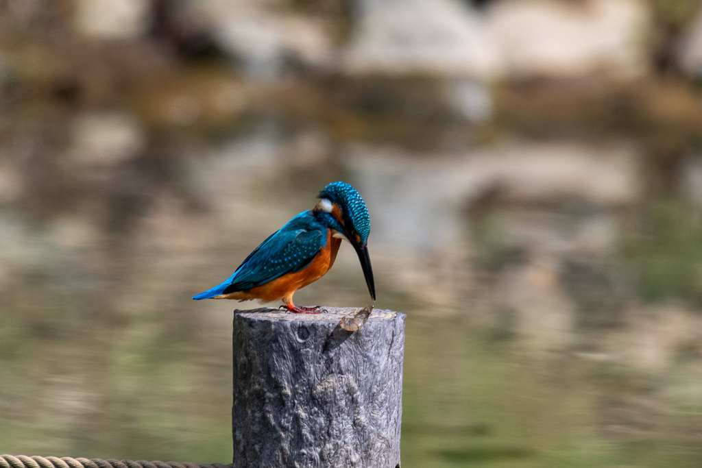 落としたぁ。。！