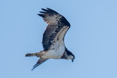 鋭い眼光。。！