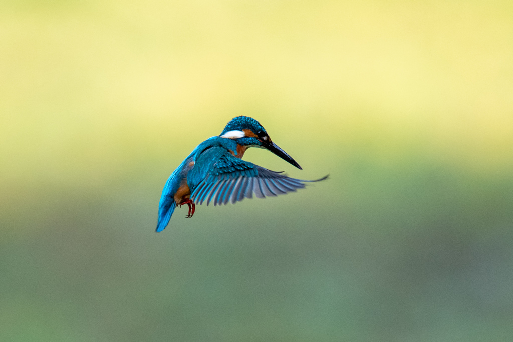 今朝もホバ始まり..(^O^