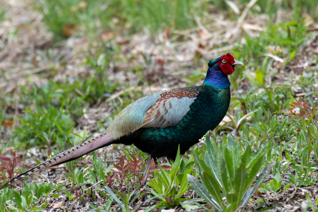 雉も鳴かずば。。！