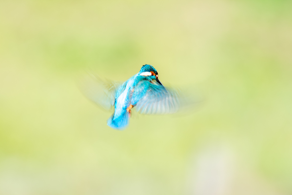 遂に1/50秒で.(^O^)