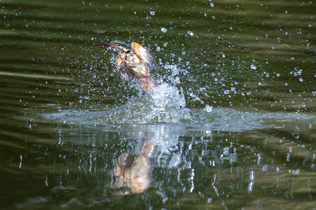 連続ダイブ　3。。！