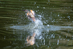 連続ダイブ　3。。！