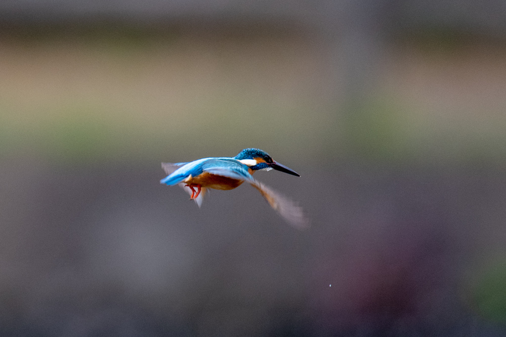 今日のホバ。。！