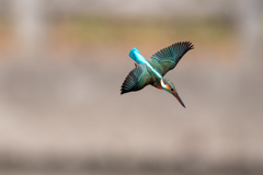 ゴー、ゴー。。！