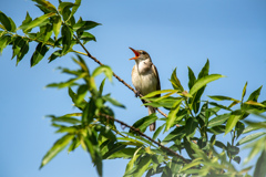 オオハリキリ..(^O^)　違うかぁ～