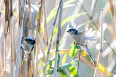 群れ飛ぶ。。！