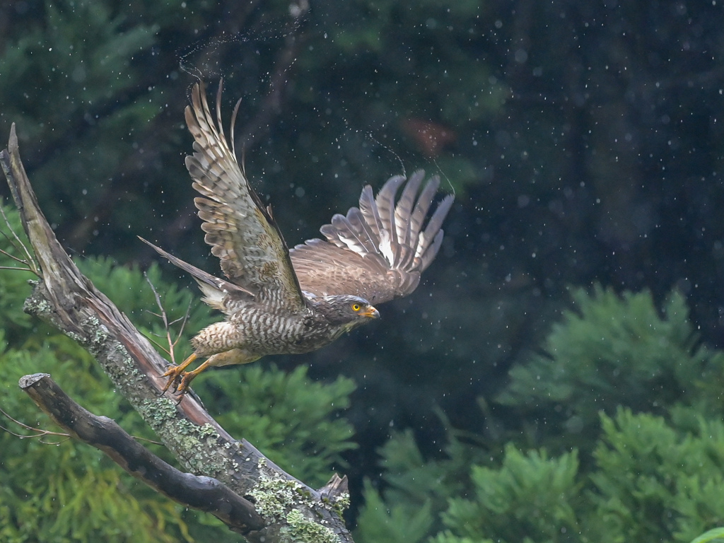 雨の飛び出し..(^O^