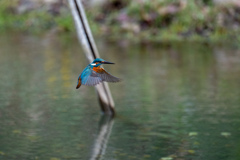 水辺のホバ。。！