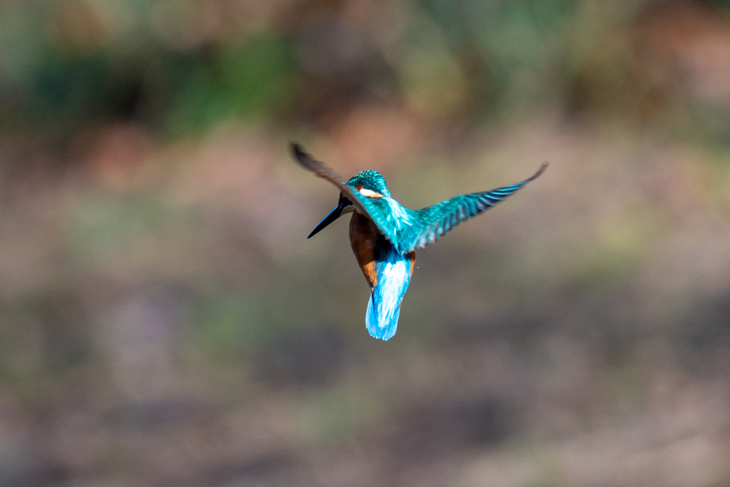 連続でホバ　4。。！