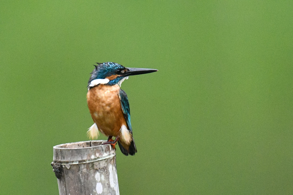 ソフトモヒカン。。！