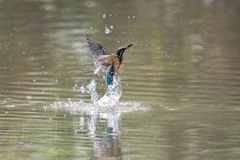 翔けのぼれ。。！