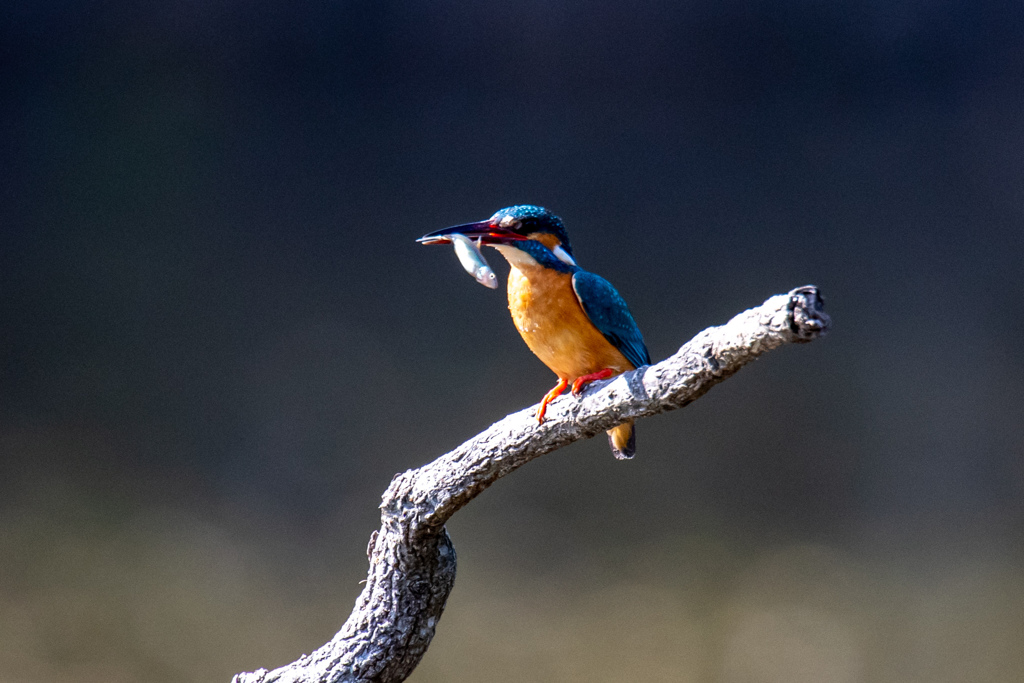 これは自分で。。！