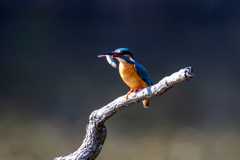 これは自分で。。！