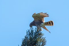 舞い降りて。。！