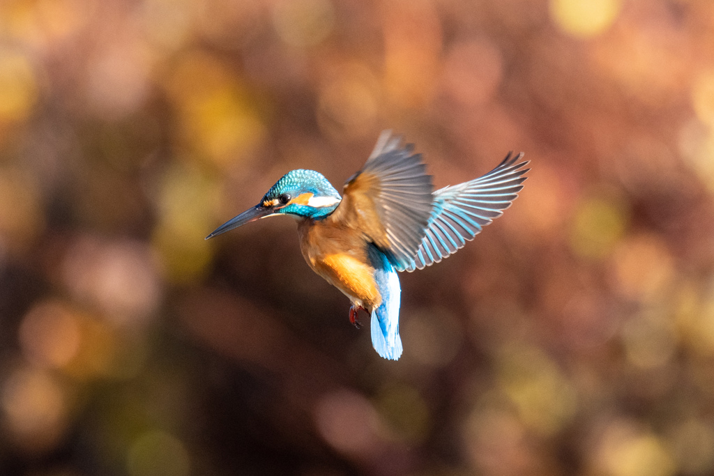 連続でホバ　3。。！