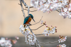 春だぜぇ～（笑）