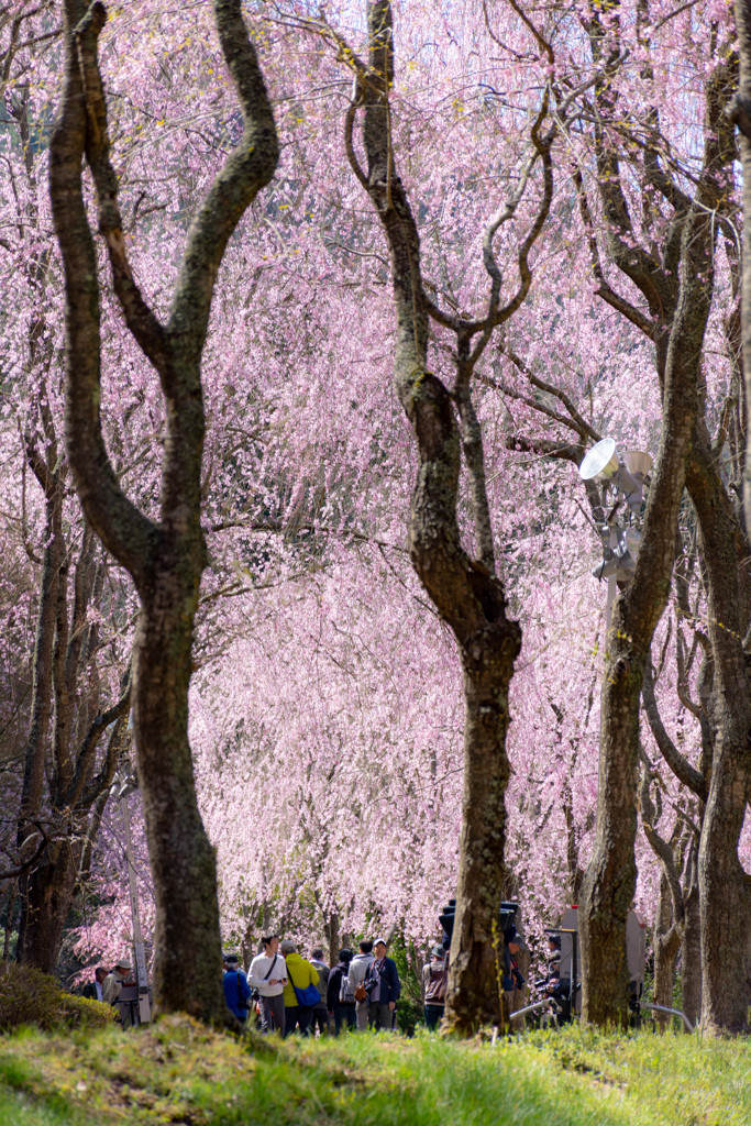 桜の回廊