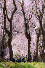 桜の回廊
