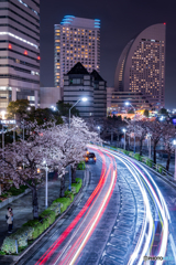 都市夜桜