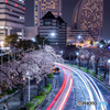 都市夜桜