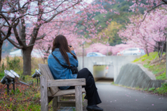河津桜