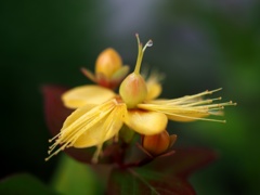 雨上がりの花