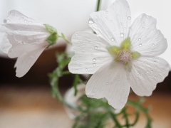 朝積みの華 2