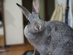 チビ