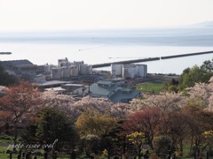 桜と海