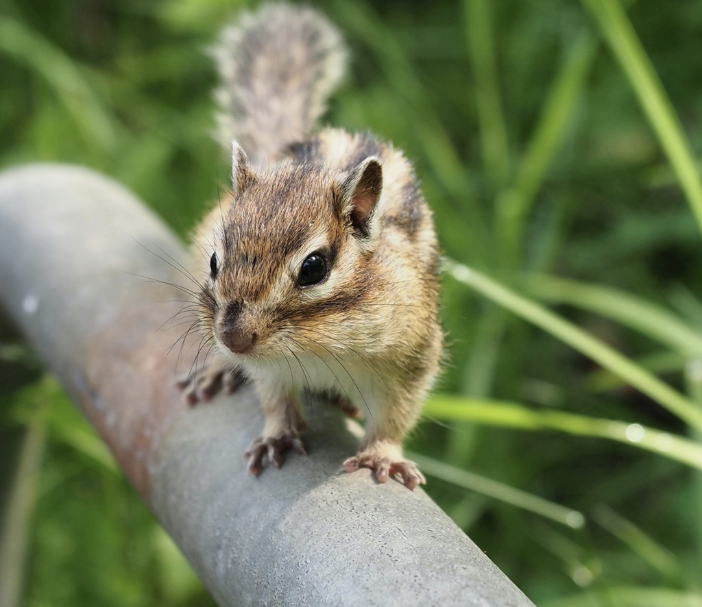 シマリス