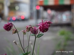 花とテールランプ