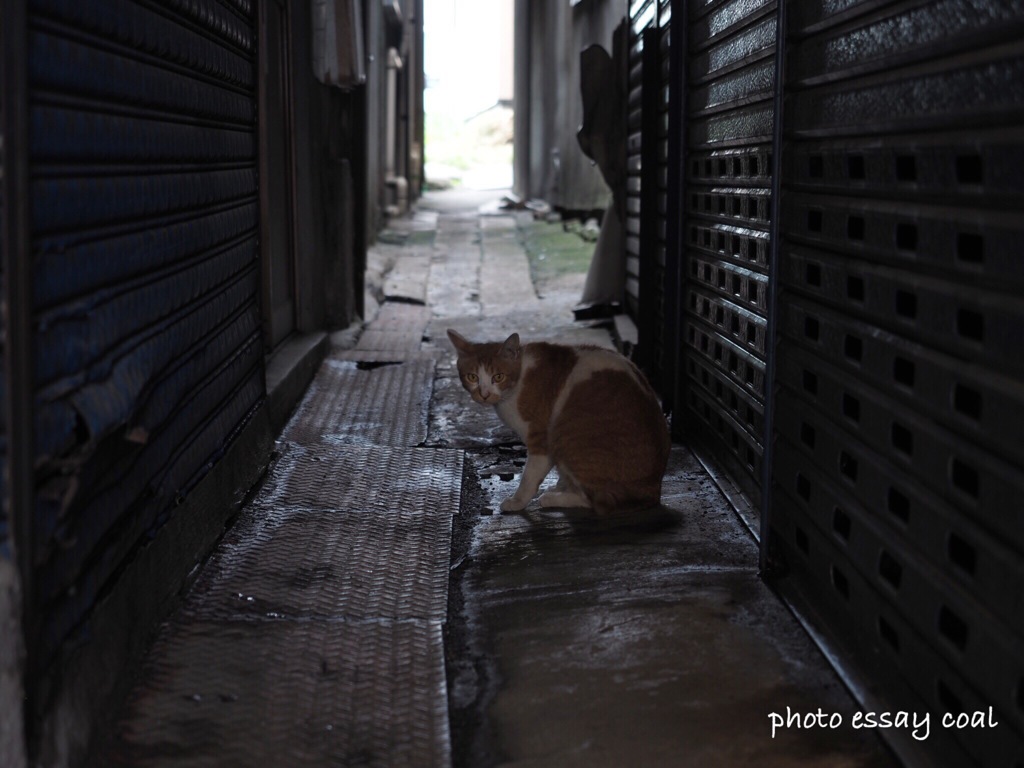 路地裏の猫