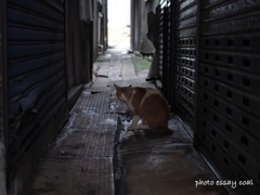路地裏の猫