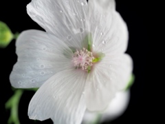 朝積みの華