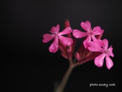 3花