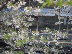 旅立ちの朝