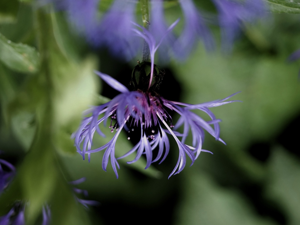 自然界の線香花火