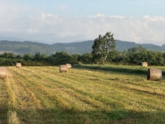 上富良野