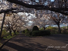 桜のトンネル