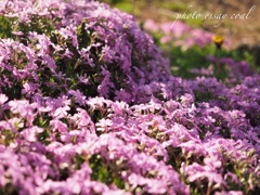 芝桜