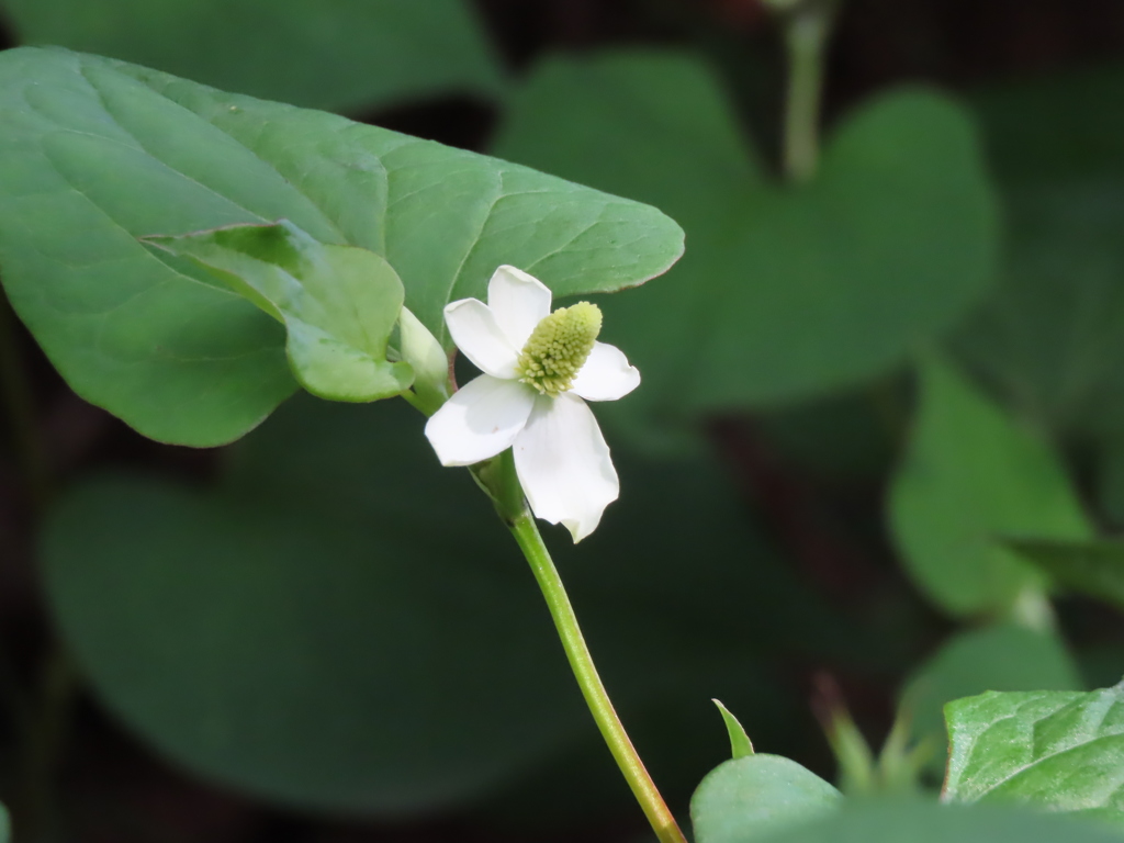 ドクダミの季節到来！