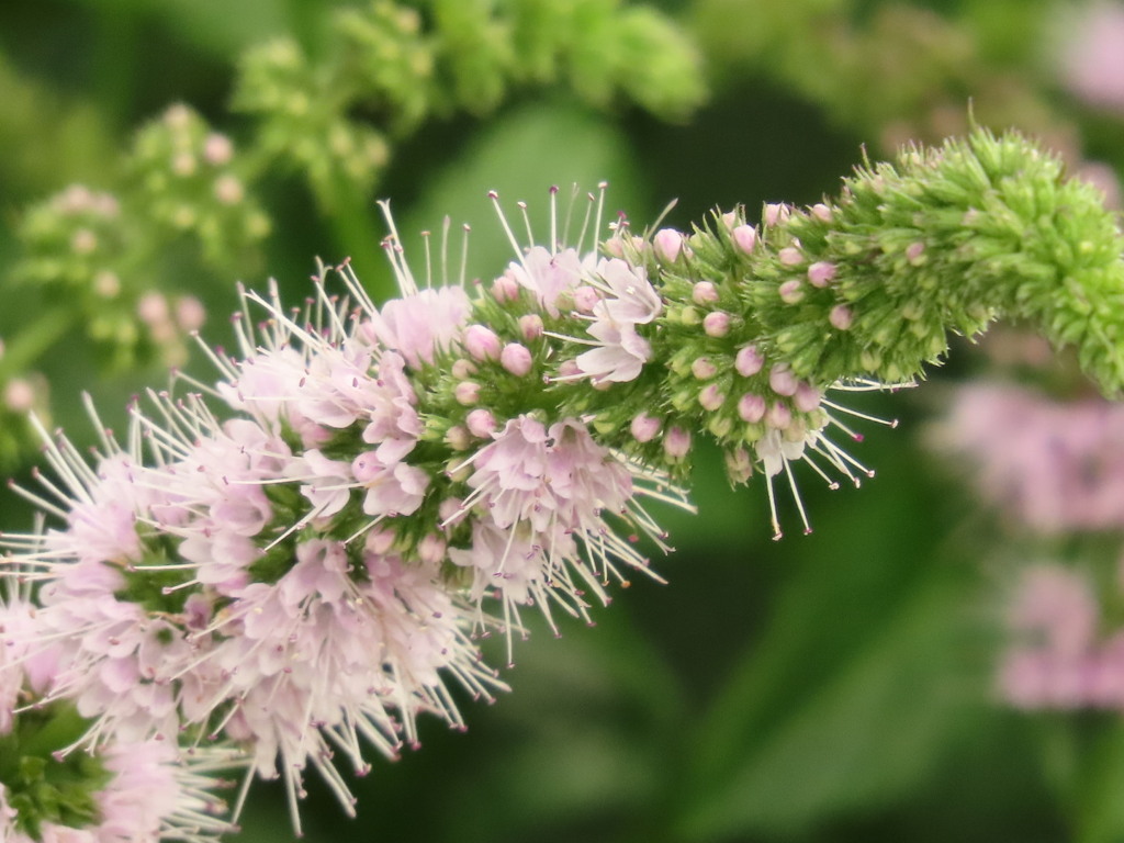 ミントの花