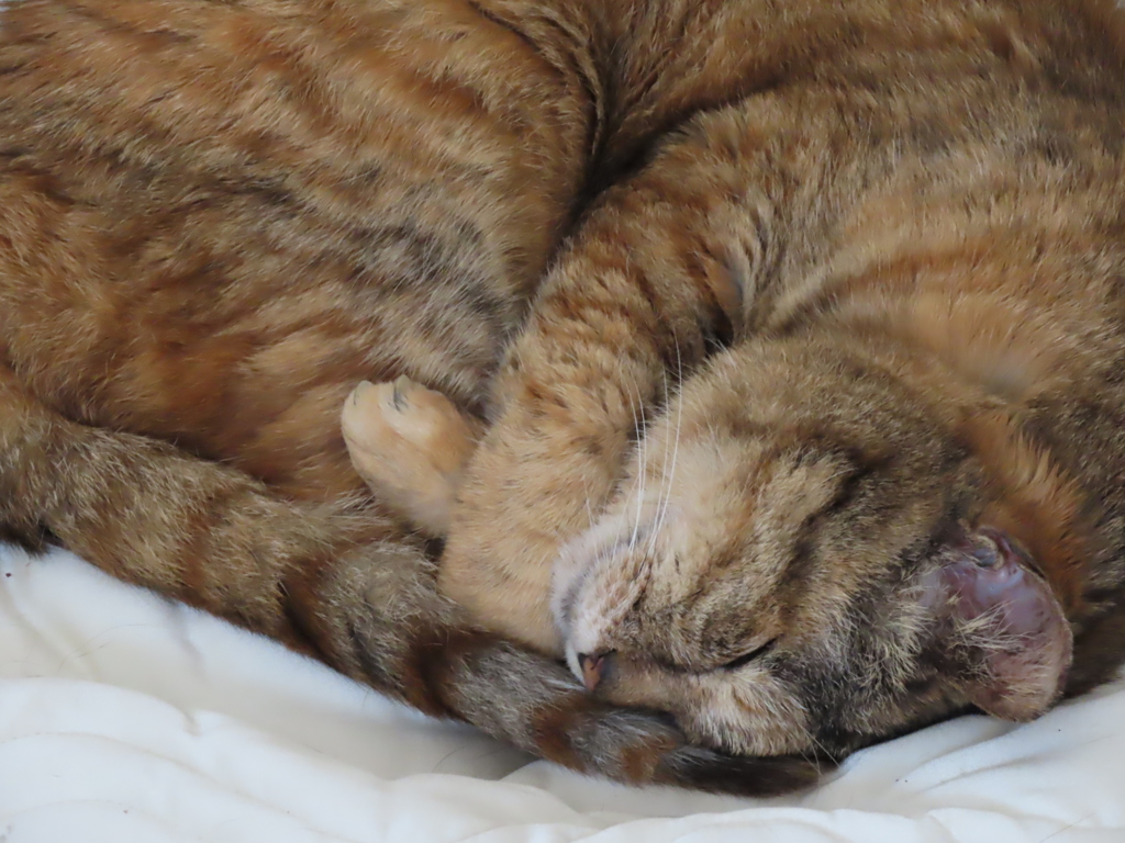 そして猫さんは、、