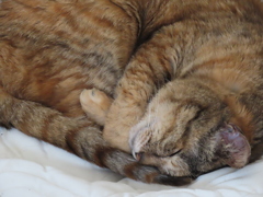 そして猫さんは、、