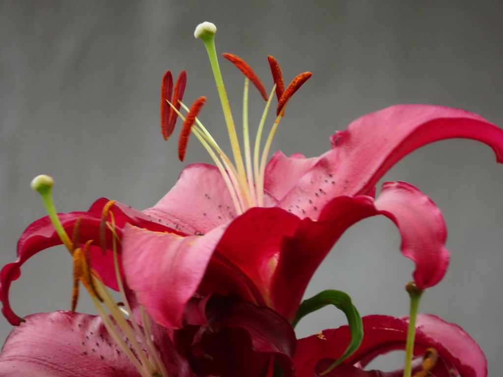 ご近所のお宅で。