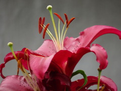 ご近所のお宅で。